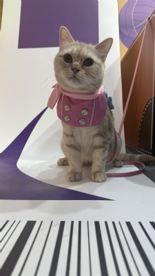 喀嚓！喵一下